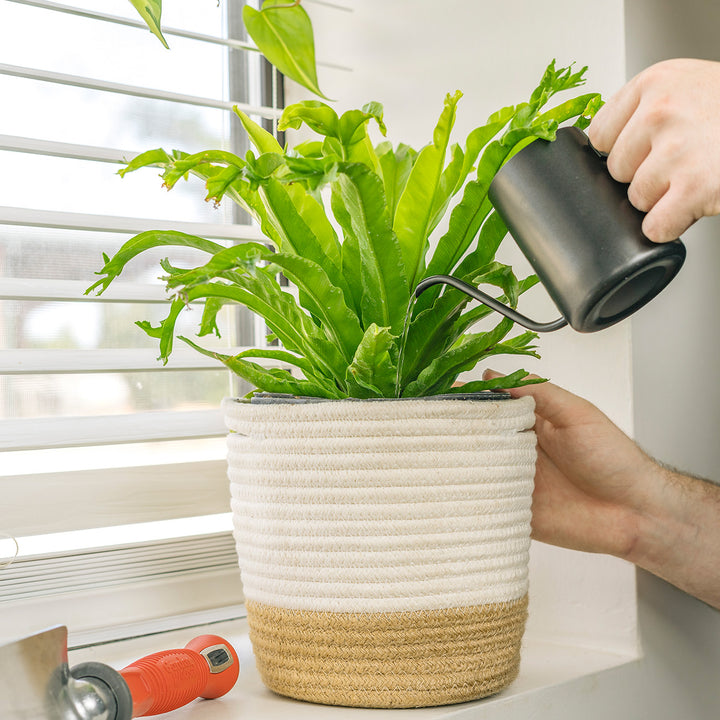 Shop Leslie Japanese Birds Nest Fern for Sale