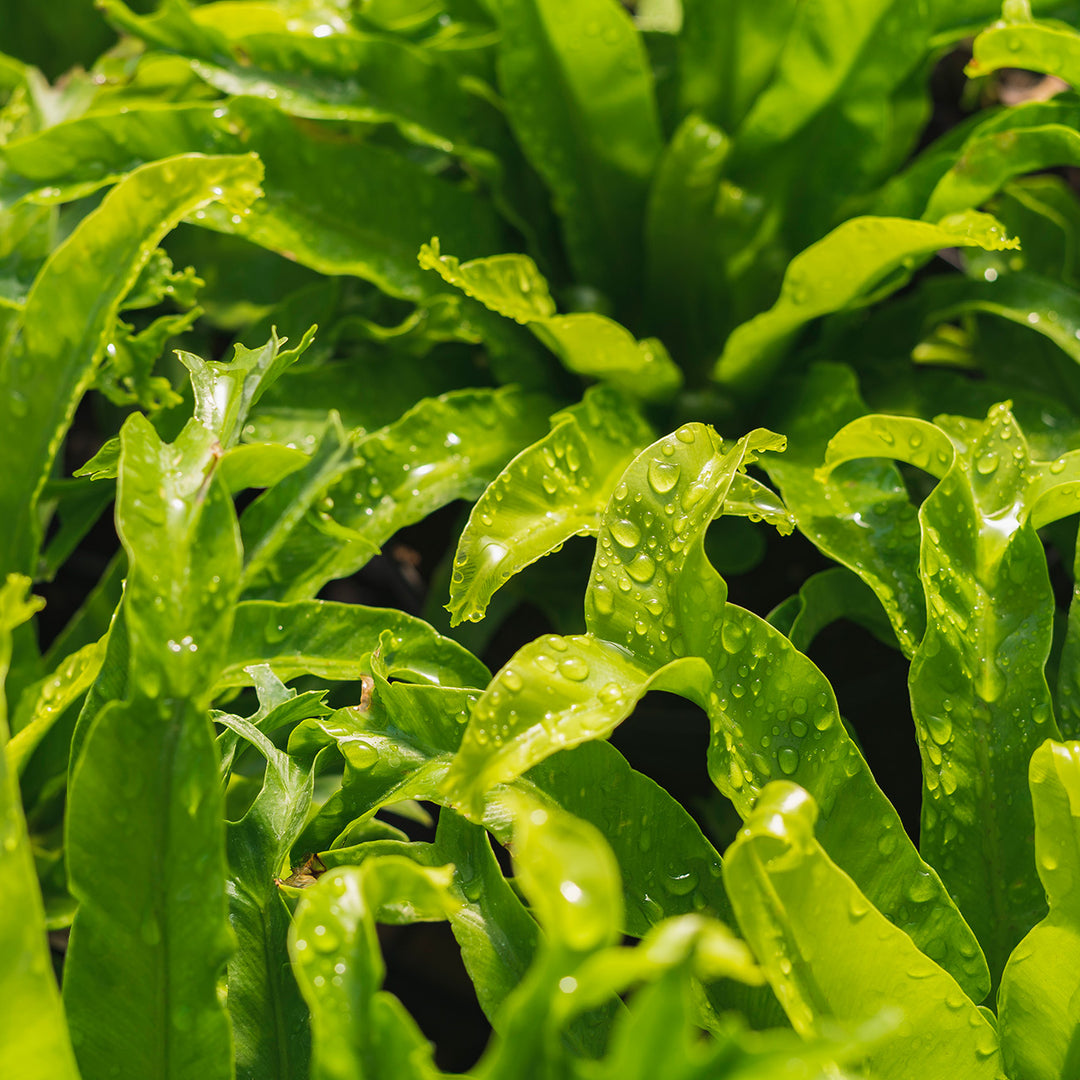 bird nest ferns for sale near me Shop Leslie Japanese Birds Nest Fern for Sale
