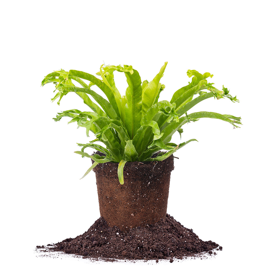 bird nest fern hawaiian name Birds Nest Fern