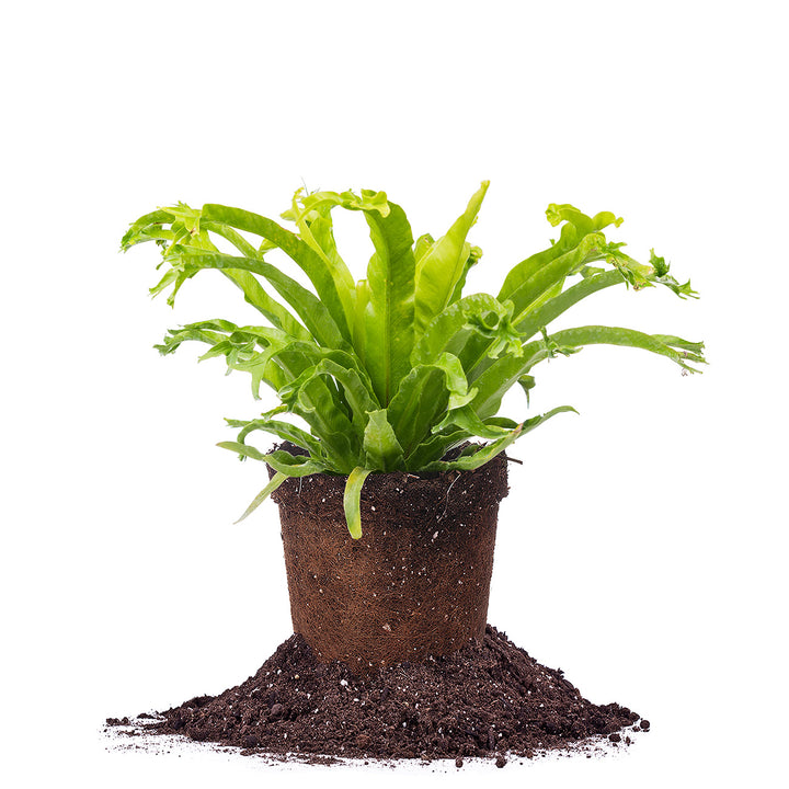 Shop Leslie Japanese Birds Nest Fern for Sale