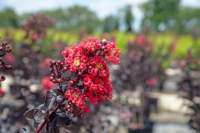 Shop Black Diamond Best Red Crape Myrtle for Sale | Perfect Plants