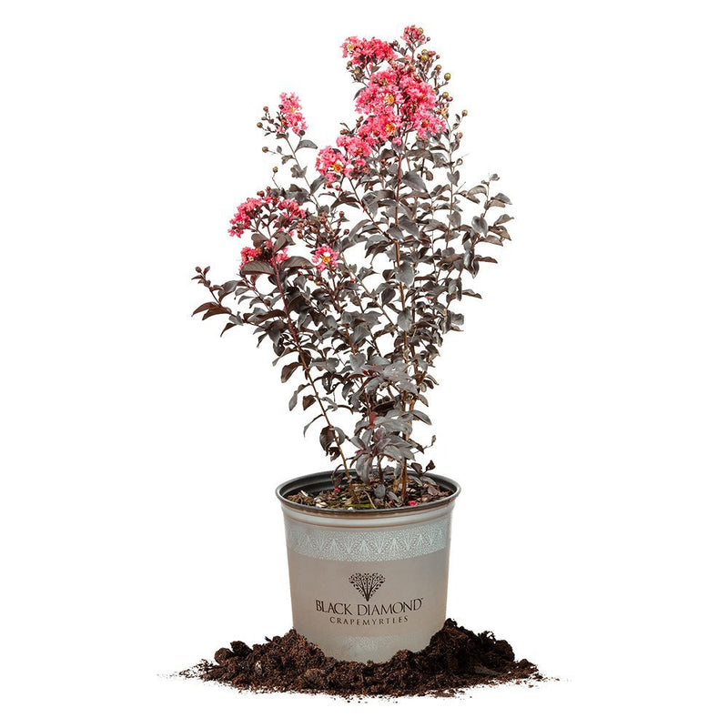 Black Diamond® Shell Pink™ Crape Myrtle Tree