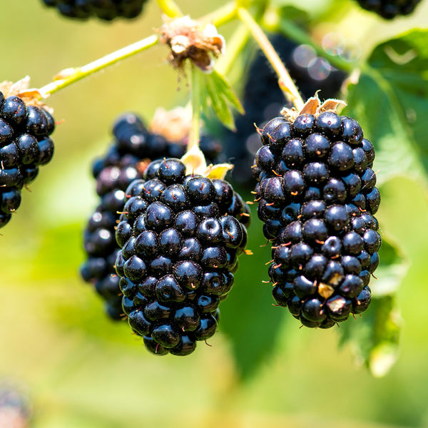 Black Satin Blackberry, Rubus subgenus Rubus Watson 'Black Satin