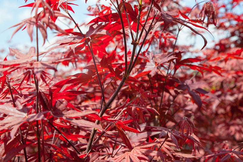 Bloodgood Japanese Maple Tree