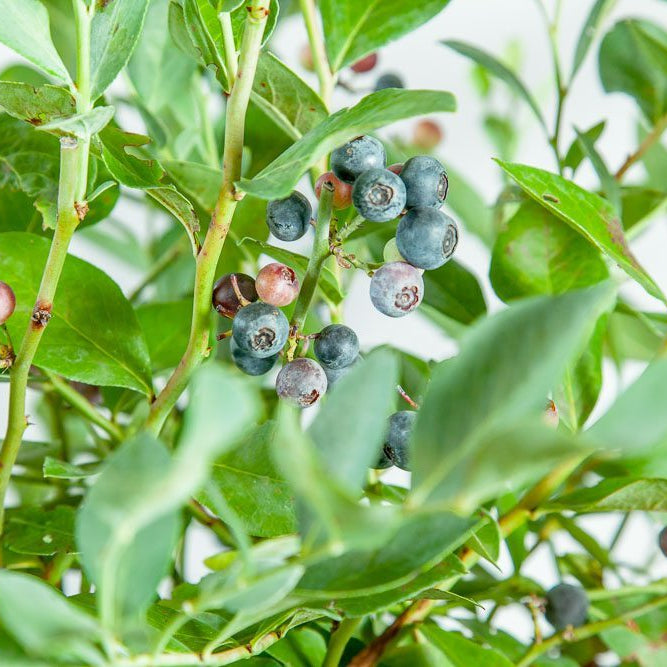 Rabbiteye Blueberry Bush Variety Pack for Best Cross Pollination