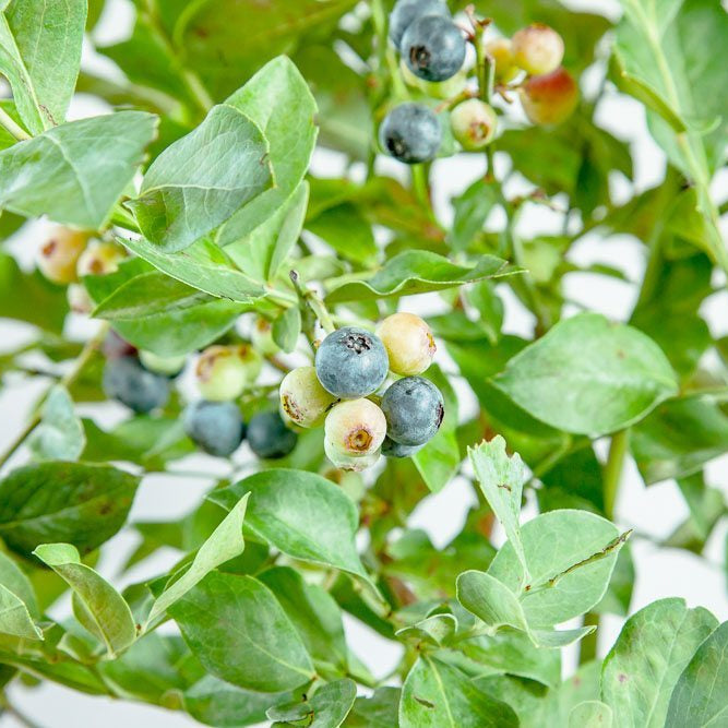 Rabbiteye Blueberry Bush Variety Pack for Best Cross Pollination