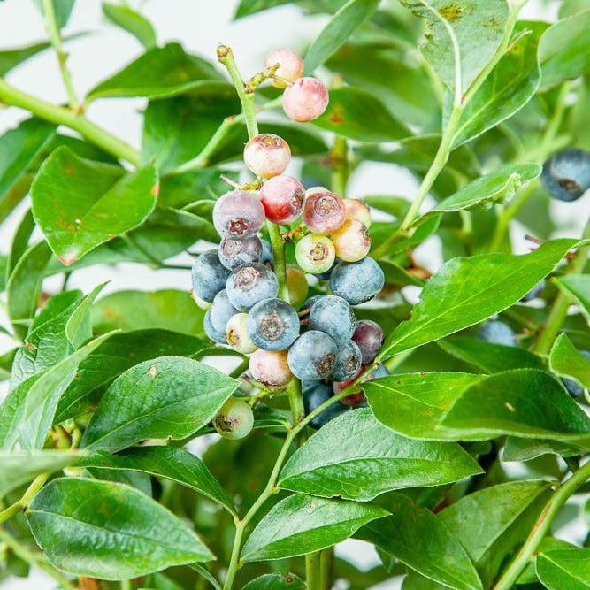 Blueberry Bush Pollination at Douglas Wilder blog