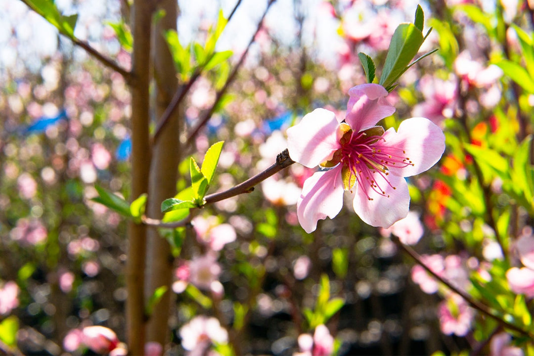 bonsai patio peach tree Bonfire Patio Peach Tree - 5 Gallon
