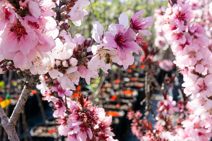 bonsai patio peach tree Bonfire Patio Peach Tree - 5 Gallon