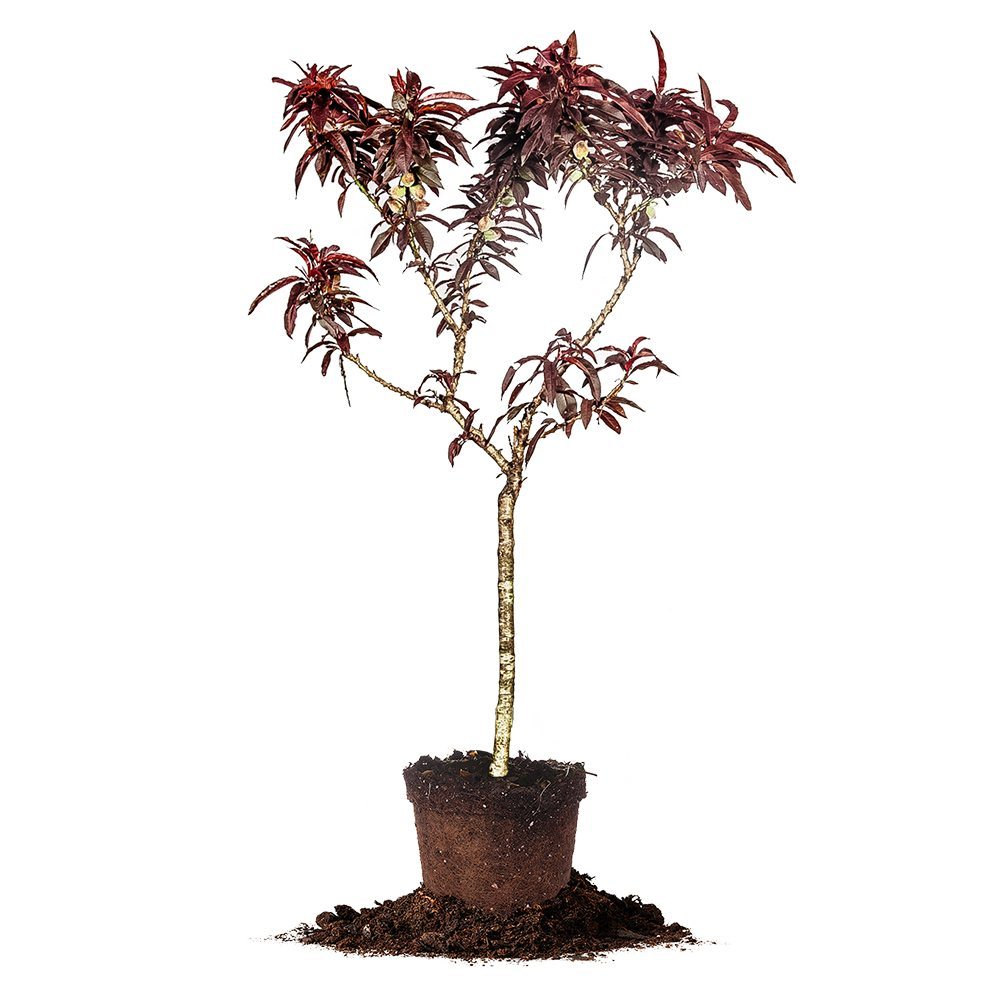 bonsai patio peach tree Bonfire Patio Peach Tree - 5 Gallon