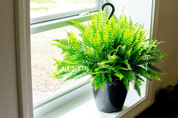 house plants boston ma Hanging Boston Fern for Sale | Buy Houseplants Online