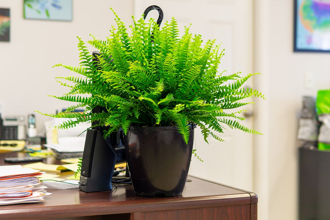 Hanging Boston Fern for Sale | Buy Houseplants Online
