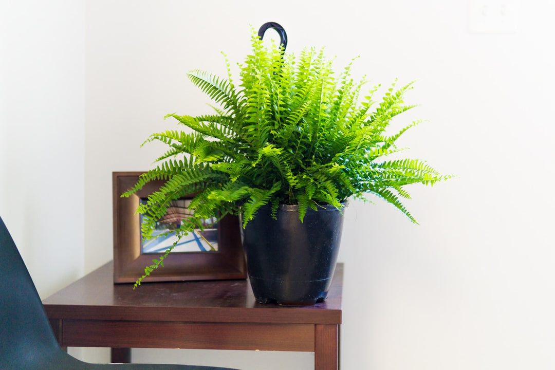 hanging fern plant Hanging Boston Fern for Sale | Buy Houseplants Online
