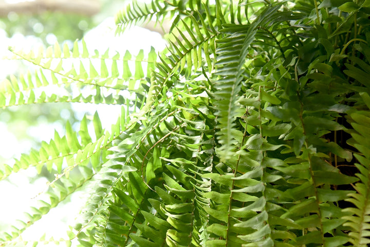 hanging plant bracket home depot Hanging Boston Fern for Sale | Buy Houseplants Online