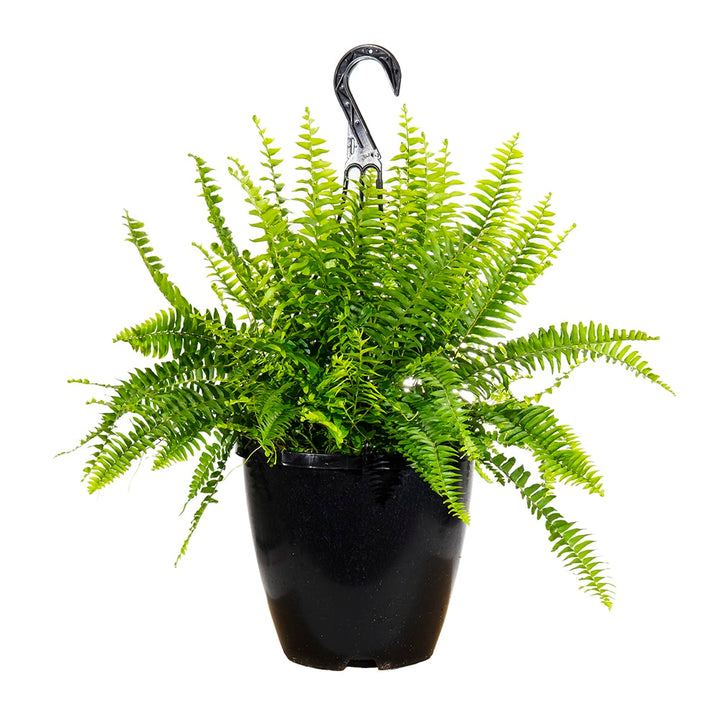 hanging boston fern plant Hanging Boston Fern for Sale | Buy Houseplants Online