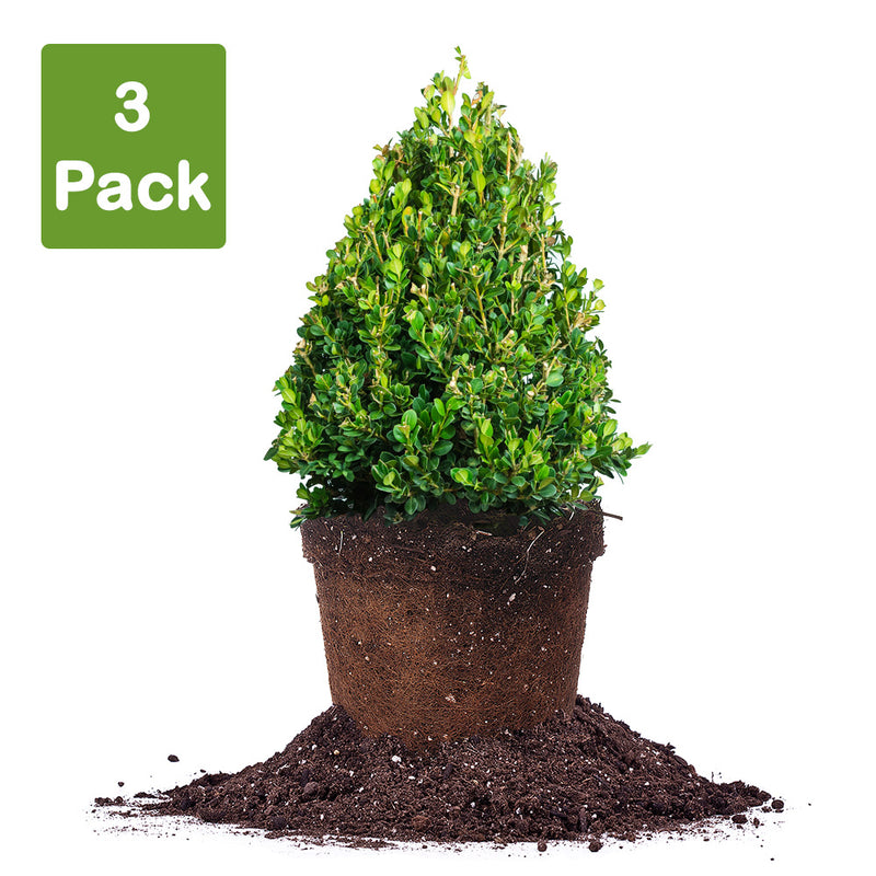 Buxus Green Mountain Boxwood Shrub 3 pack of 3 gallon plants for sale