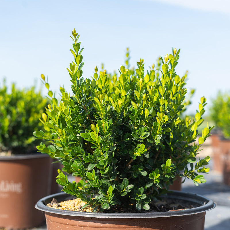 Baby Gem Boxwood live plant for sale