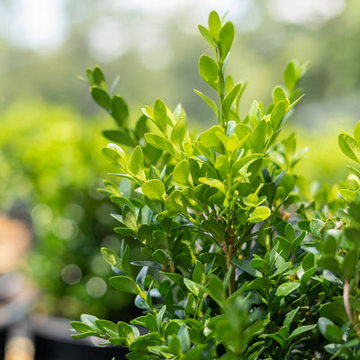 Green Velvet Boxwood lush evergreen border shrub for sale