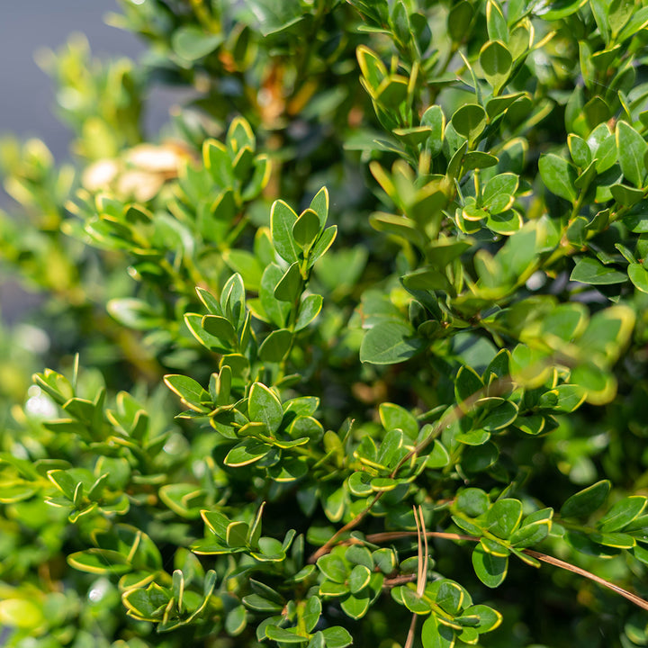 Green Velvet Boxwood Shrub