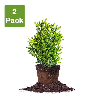 Green Velvet Boxwood in 3 gallon pot 2 pack of plants