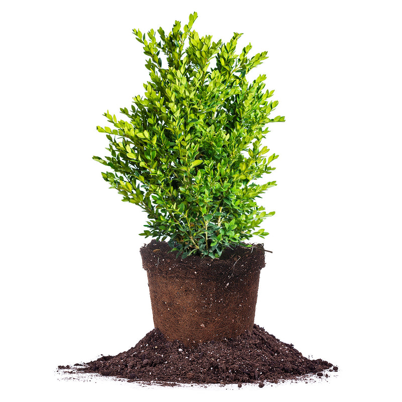 Green Velvet Boxwood in 3 gallon container for sale