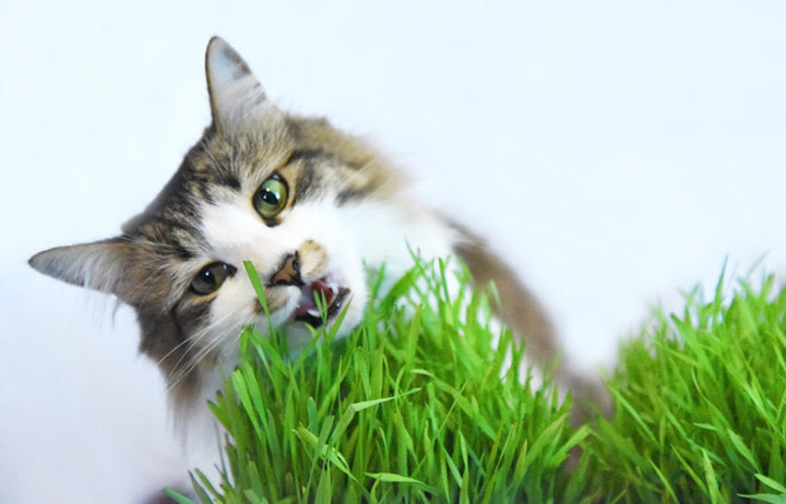 Wheatgrass Seeds | Cat Grass for Sale