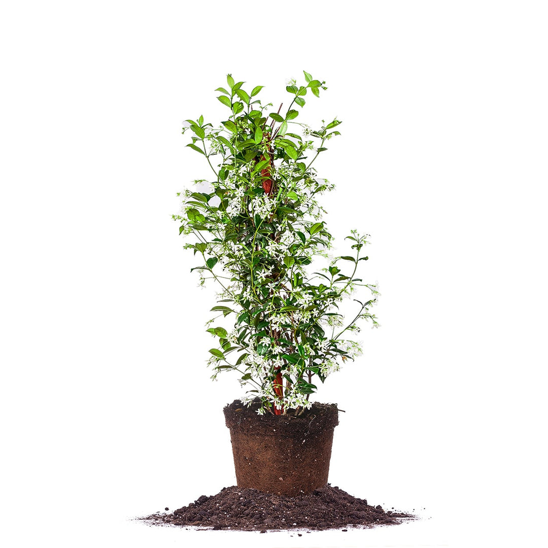 can you plant jasmine in pots Star Jasmine