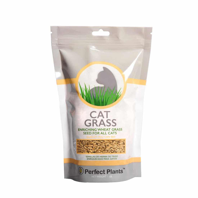 Cat Grass Seeds | Wheatgrass