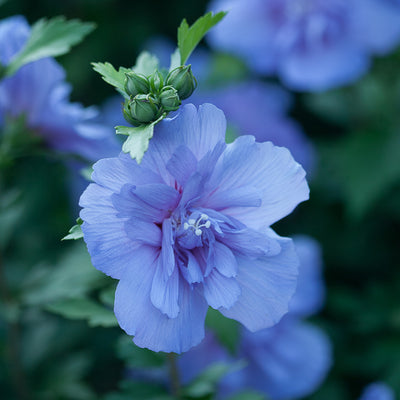 Hibiscus Blue Chiffon Rose of Sharon