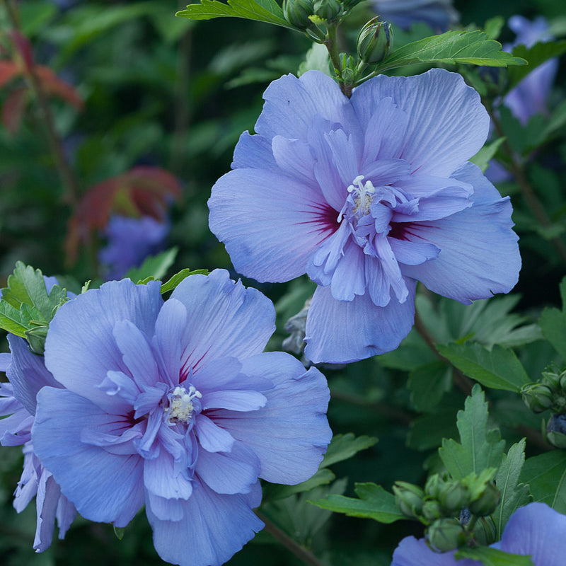 Hibiscus Blue Chiffon Rose of Sharon