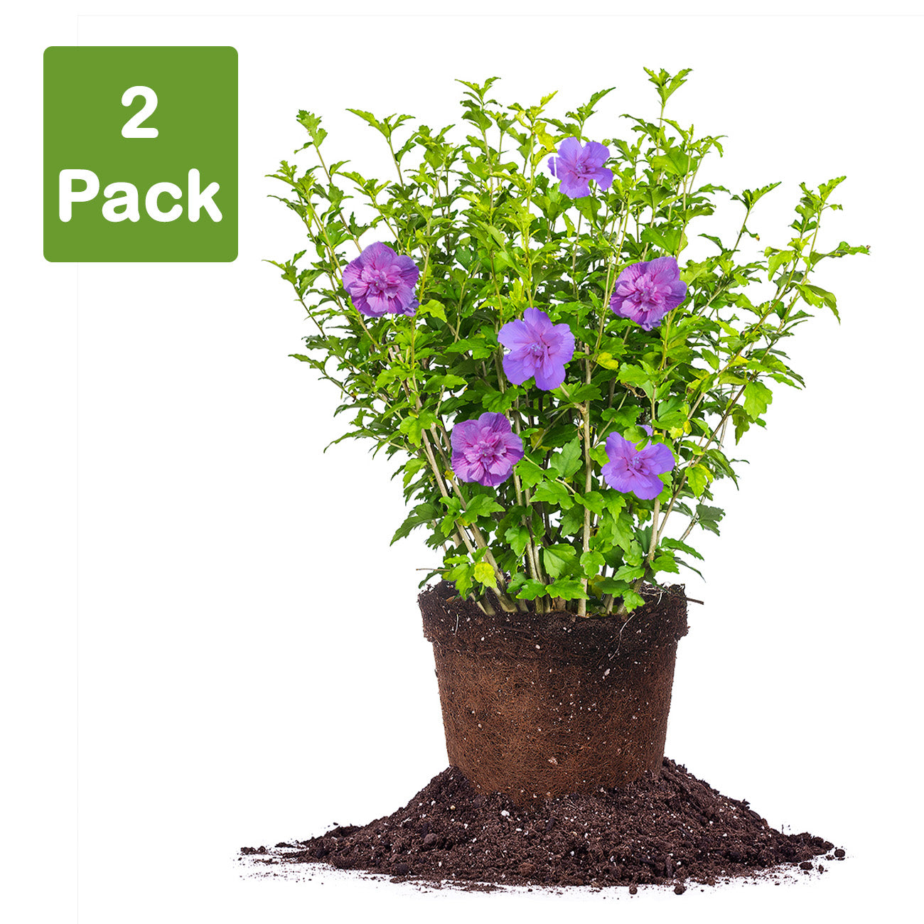 lavender chiffon rose of sharon tree Buy Hibiscus Lavender Chiffon Rose of Sharon for Sale