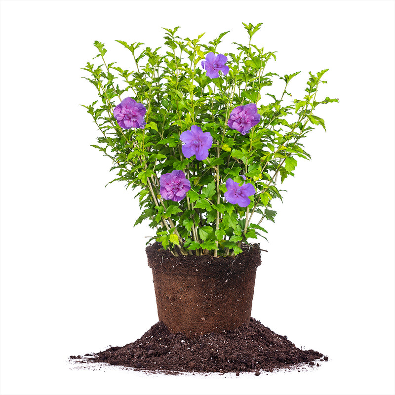 hibiscus lavender chiffon tree Buy Hibiscus Lavender Chiffon Rose of Sharon for Sale