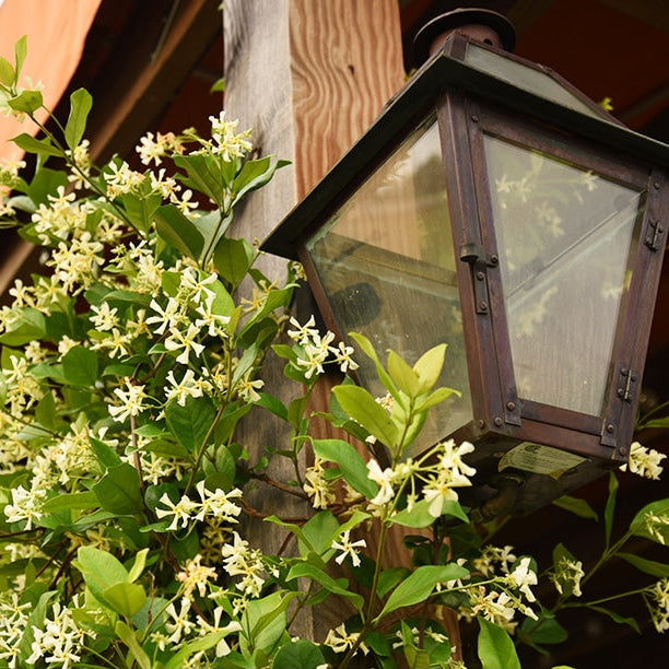 hanging jasmine plant for sale Star Jasmine - 3 Gallon / 4-Pack