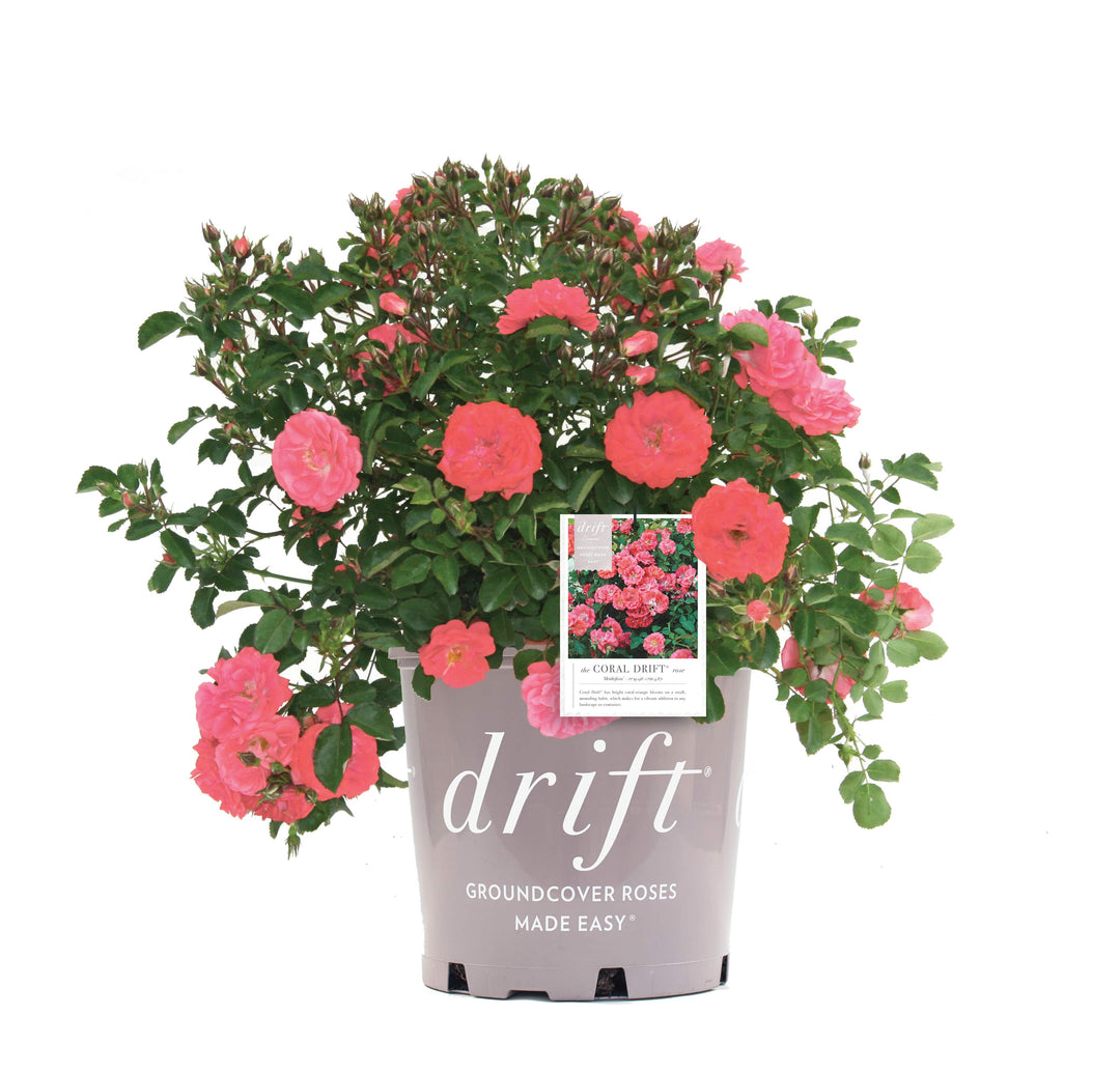 Coral Drift® Roses for Sale | Disease Resistant | Perfect Plants