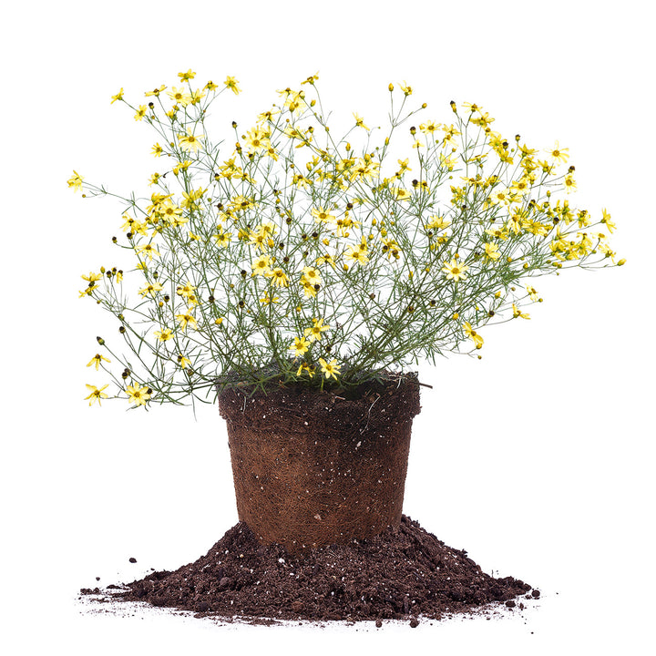 moonbeam succulent Buy Coreopsis Moonbeam for Sale | Buy Perennials Online