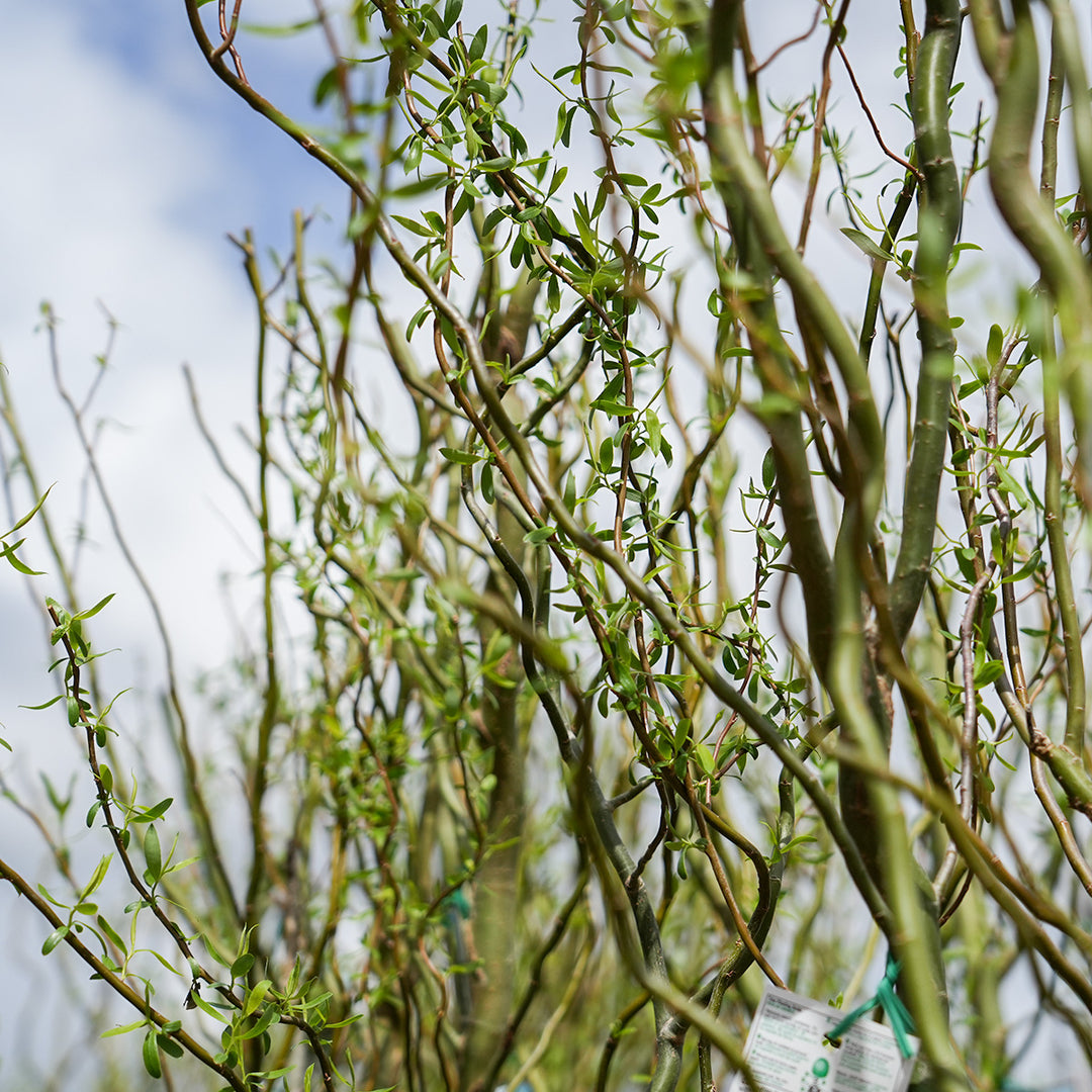 curly willow indoor plant Curly Corkscrew Willow Tree - 5-6 ft