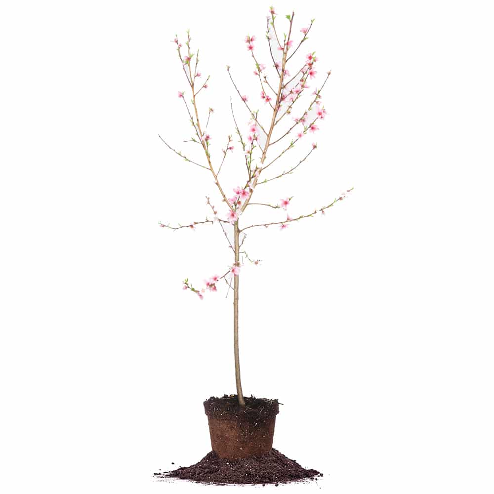 ✨イチジク 苗木 Princesa✨ Shop Crimson Princess Yellow Peach Trees for Sale | Perfect Plants