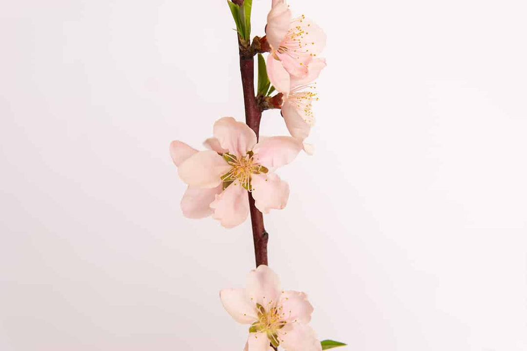 Shop Crimson Princess Yellow Peach Trees for Sale | Perfect