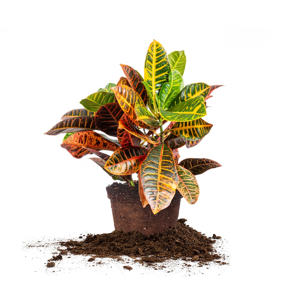 etna plant Dieffenbachia seguine 'White Etna' – Bold White Variegated Dumb Cane