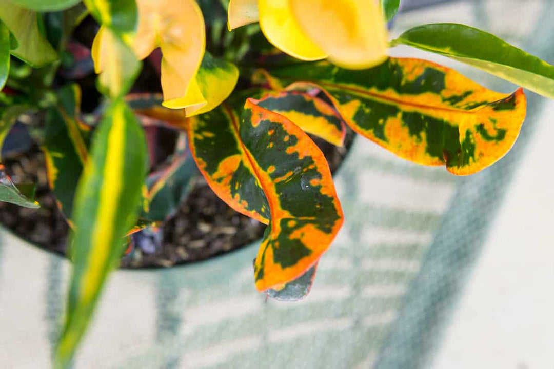 mammy croton florida Croton Mammy - Codiaeum Variegatum | Crotons for Sale