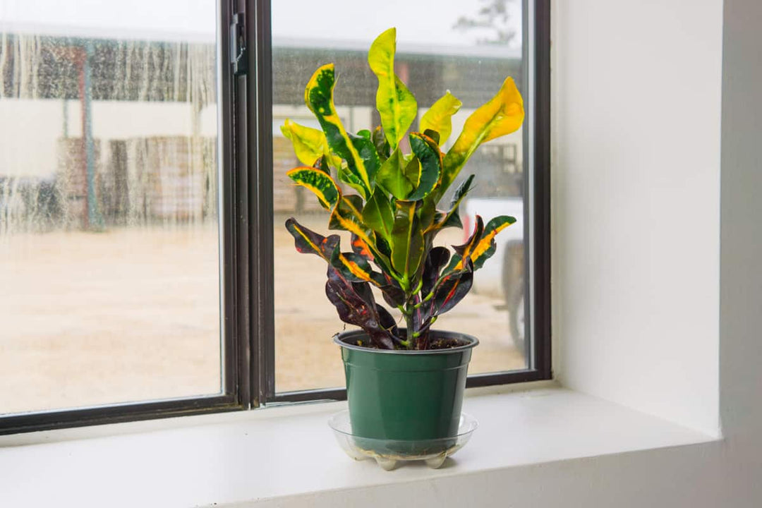 mammy croton indoor care Croton Mammy