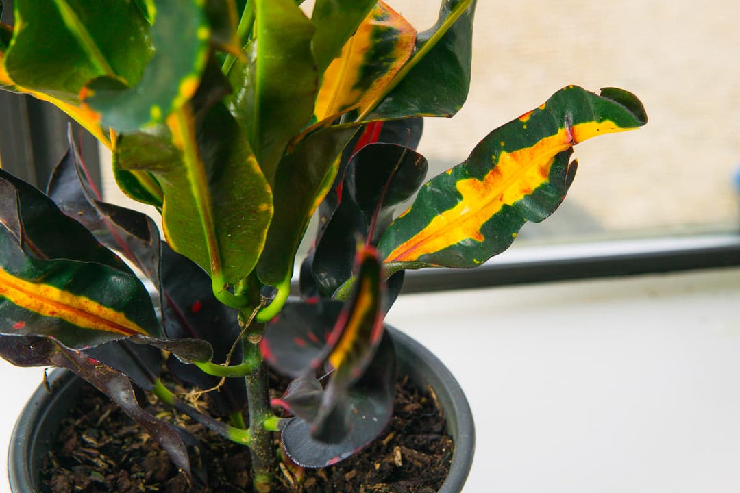 Croton Mammy - Codiaeum Variegatum | Crotons for Sale
