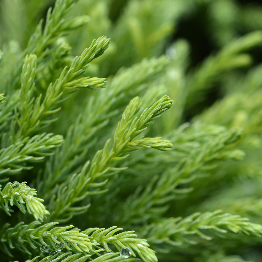 Cryptomeria Globosa Nana - 1 Gallon