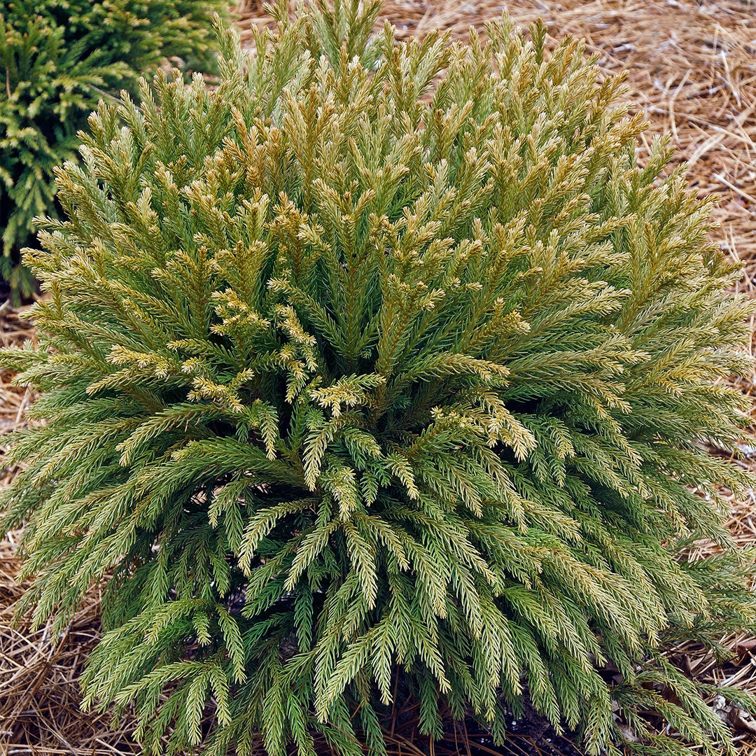 Buy Cryptomeria Globosa Nana Japanese Cedar Shrub for Sale