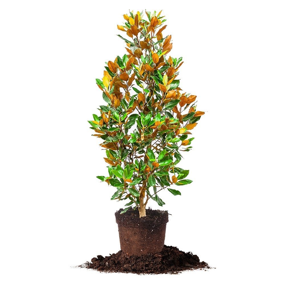 d&d plant Dd Blanchard Magnolia Tree - 3 Gallon