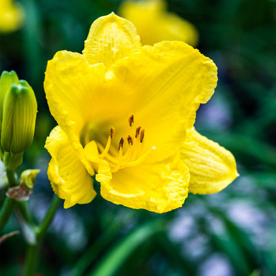 Daylily Happy Returns yellow flowers