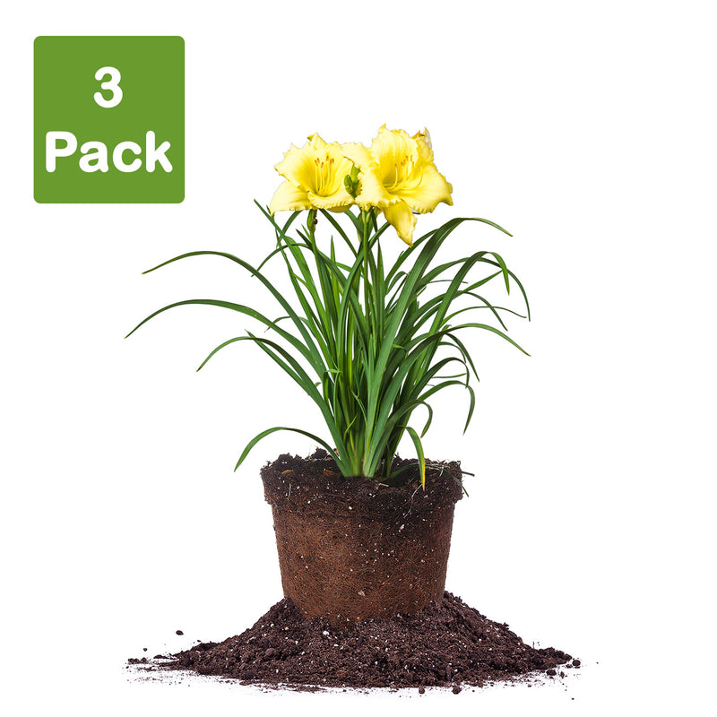 Daylily Happy Returns pack of 3 plants in 1 gallon pot