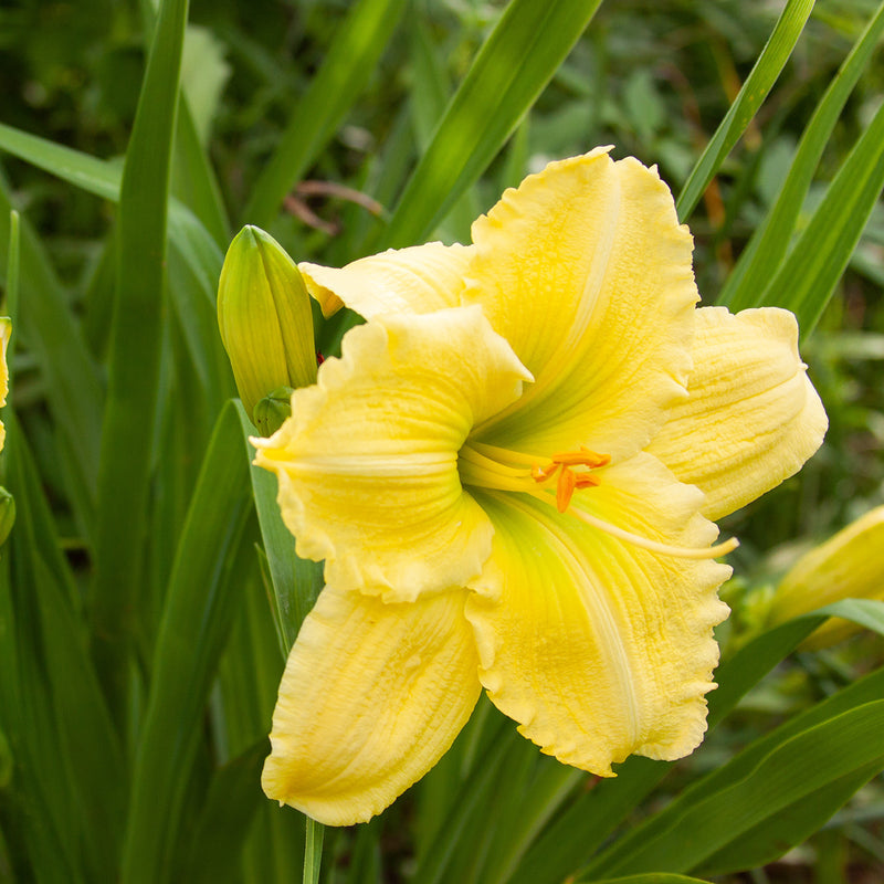 Happy Returns Daylily Shrub