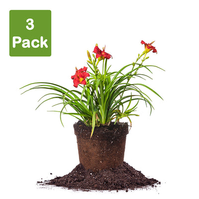 Pardon Me Daylily pack of 3 plants