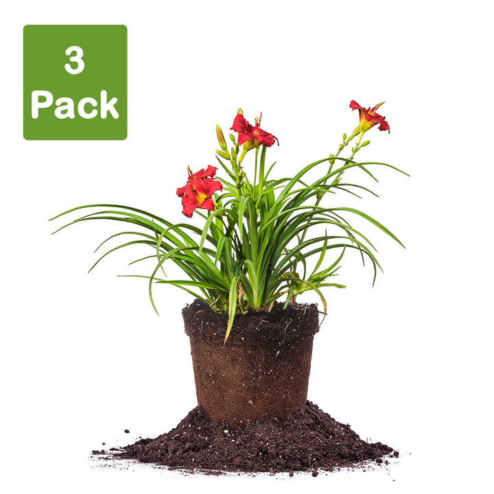 Buy Pardon Me Daylily for Sale | Red Daylilies | Perfect Plants